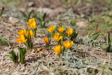 Canvas Print - Yellow crocuses in the early spring. High quality photo, selective focus, shallow depth of field, side view