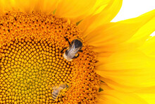  Honey Bee And Bumblebee, Pollinating Sunflowers Close Up Looking For Nectar On The Yellow Flower
