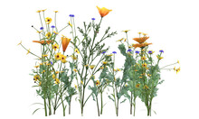 Various Types Of Flowers Grass Bushes Shrub And Small Plants Isolated