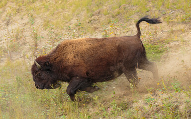 Wall Mural - wood bison cow (bison bison athabascae) running down a slope, canada