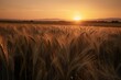 Champ de blé et coucher de soleil