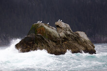 Seagulls On Rock In Ocean In Alaska,

