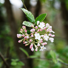 Canvas Print - Oster-Schneeball 'Viburnum burkwoodii'. Ziergehölz mit wunderschöne Blüte mit rosa Knospen und vielen schneeweißen Einzelblüten wie großen weißen Bällen 
