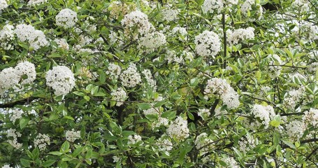 Canvas Print - Oster-Schneeball 'Viburnum burkwoodii'. Frühlingsblühender strauch mit Weiße Blüte trugdoldenförmig und glänzende, dunkelgrüne, ovale Blätter an einem steifen, verzweigten Stiel
