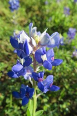 Wall Mural - Bluebonnets (Lupinus) flowers blooming in Florida nature, closeup