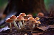 KI von kleinen Pilzen im Wald als Macroaufnahme