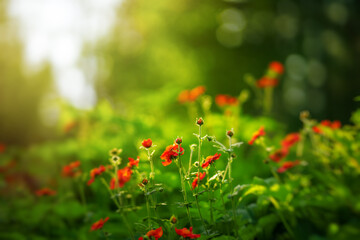 Photo of red garden flowers on a green flowerbed.Sale of garden plants. Summer flowers on a blurry background in the rays of the sun. Sale of seedlings for the garden.