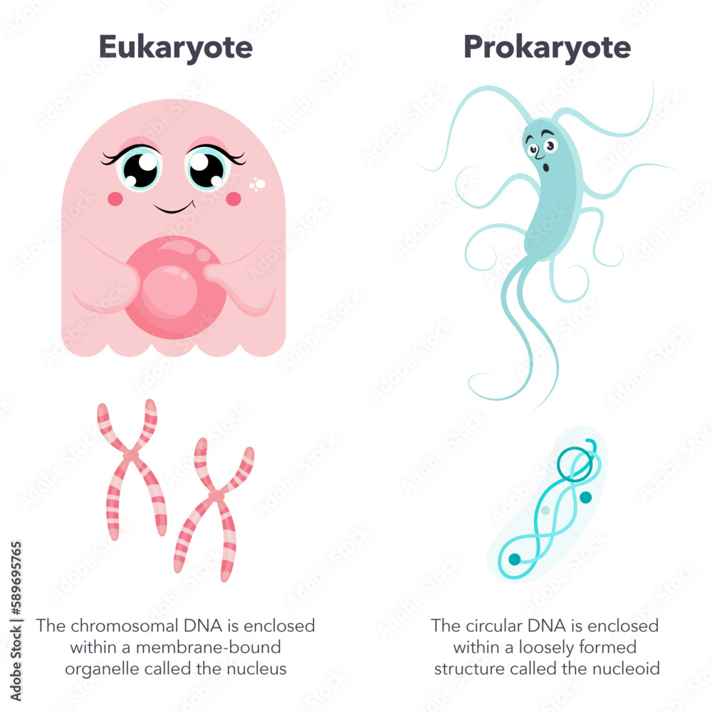 Eukaryotes versus Prokaryotes science vector illustration cartoon ...