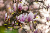 Fototapeta Dmuchawce - beautiful pink magnolia flowers in the spring garden