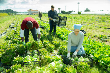 Canvas Print - Men and woman gardeners picking harvest of cabbage in sunny garden