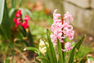 Poster - colorful flowers during springtime represents new beginnings, growth, and renewal. The various colors symbolize different emotions and ideas such as happiness, love, gratitude, and appreciation