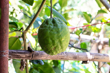 Ripe pomelo fruit hang on branches and green leaves tree in citrus garden. Harvest of tropical in orchard. Is traditional new year food in China. Pomelo is one of economic fruits of Thailand.