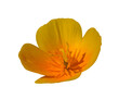 orange California poppy, golden poppy, California sunlight, cup of gold (eschscholzia) flower isolated
