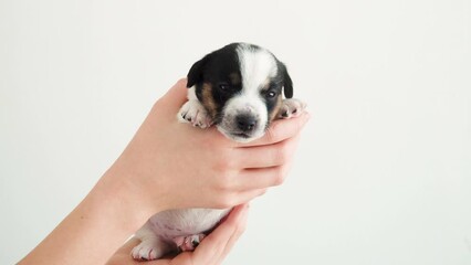 Wall Mural - Puppy sleeping in the owners hands