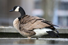 Canada Goose Playing In Urban Water Pool