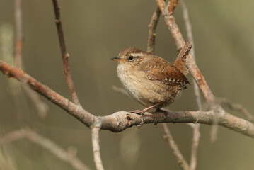 Wall Mural - a wren, troglodytes troglodytes, perched on a branch of a tree.