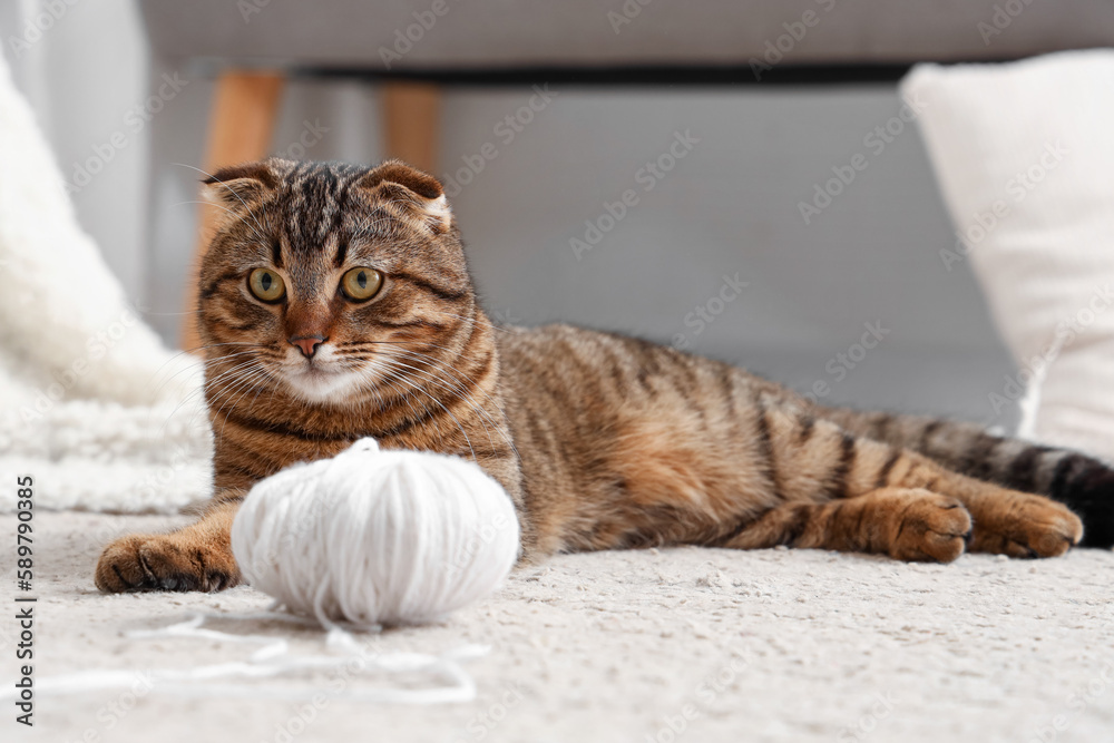 Striped Scottish fold cat lying on carpet at home