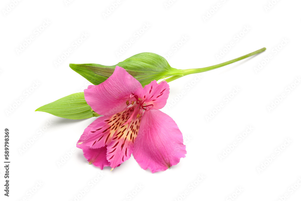 Pink alstroemeria flower on white background