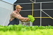 © Prathankarnpap - Smiling young adult caucasian male farmer working, harvesting organic vegetables in hydroponic greenhouse