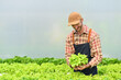 © Prathankarnpap - Farmer harvesting fresh fresh organic vegetables in hydroponics greenhouse plantation