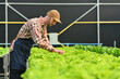 © Prathankarnpap - Young adult caucasian male farmer working, inspecting organic vegetables in hydroponic plantation