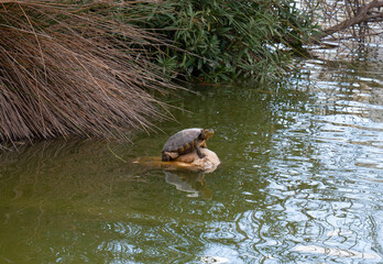 Wall Mural - Turtle wildlife Benalmadena park Andalusia Spain Costa del Sol