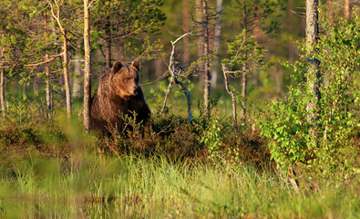 Wall Mural - Eurasian Brown bear standing by a pond in forest in summer