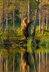 Wall Mural - eurasian brown bear climbing a tree by a pond in forest