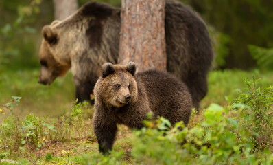 Wall Mural - eurasian brown bear cub with a bear mama in the forest