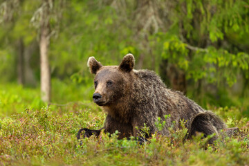 Wall Mural - Eurasian Brown bear lying on grass in forest
