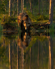 Wall Mural - reflection of a male brown bear by a pond on a summer afternoon
