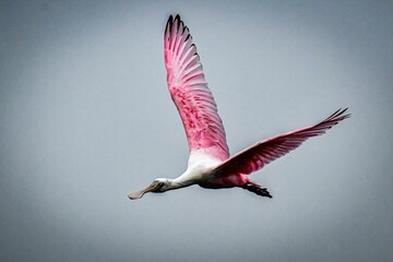 Poster - Closeup shot of a pink Roseate spoonbill bird, flying with its wings spread, on a cloudy day