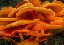 A Cluster Of Poisonous Orange The Jack-o'-lantern Mushrooms In The Grass In The Forest