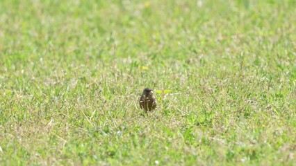 Canvas Print - oriental greenfinch in a grass field