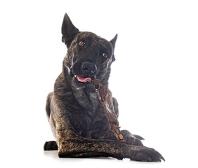 Wall Mural - Dutch Shepherd in studio