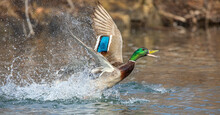 Drake Mallard Duck Taking Flight Over A Local Winter Pond In Canada