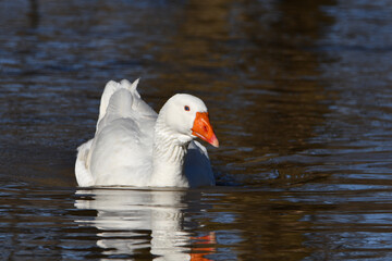 Wall Mural - An escaped domesticated Emden goose swimming along the shore of a flooded river