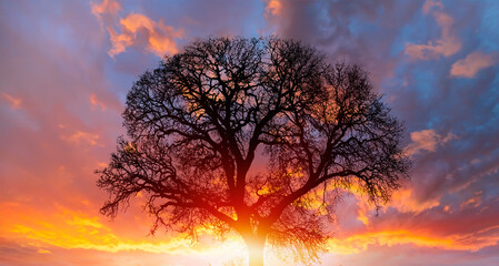 Poster - Lone dry tree at amazing sunset, sun rays in the background
