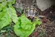 Une tortue de terre mange une feuille de salade verte