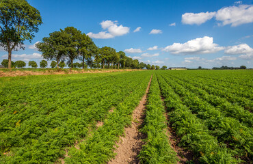 Wall Mural - Green rows of carrot plants in a Dutch agricultural landscape. The carrots are almost ready for harvesting now. The photo was taken on a sunny summer day in the province of North Brabant.