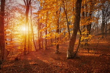 Wall Mural - City park with fallen autumn leaves. Autumn background.