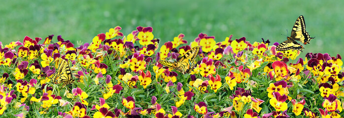 Wall Mural - beautiful butterflies and colorful viola flowers on flowerbed close up. blossoming yellow-purple pansies in garden,  green abstract background. Summer floral season. banner. template for design