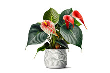 Anthurium In White Flowerpot Isolated On White Background