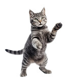 Fototapeta Do akwarium - playful british cat isolated on transparent background