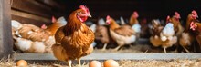 Chickens Lay Eggs In A Chicken Coop On A Farm. Neural Network AI Generated