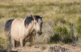 Fototapeta Zwierzęta - Wild Horse in Autumn in the Wyoming Desert