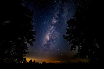 Vertical milky way stars between  dark and black tree background.