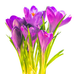 Wall Mural - Flowers bouquet of purple crocuses in PNG isolated on transparent background