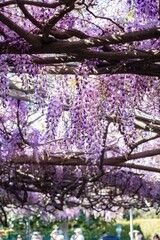 Wall Mural - Close up shot of the world oldest Wistaria blossom