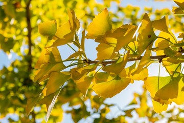 Wall Mural - Sunny view of the fall color at Temple City